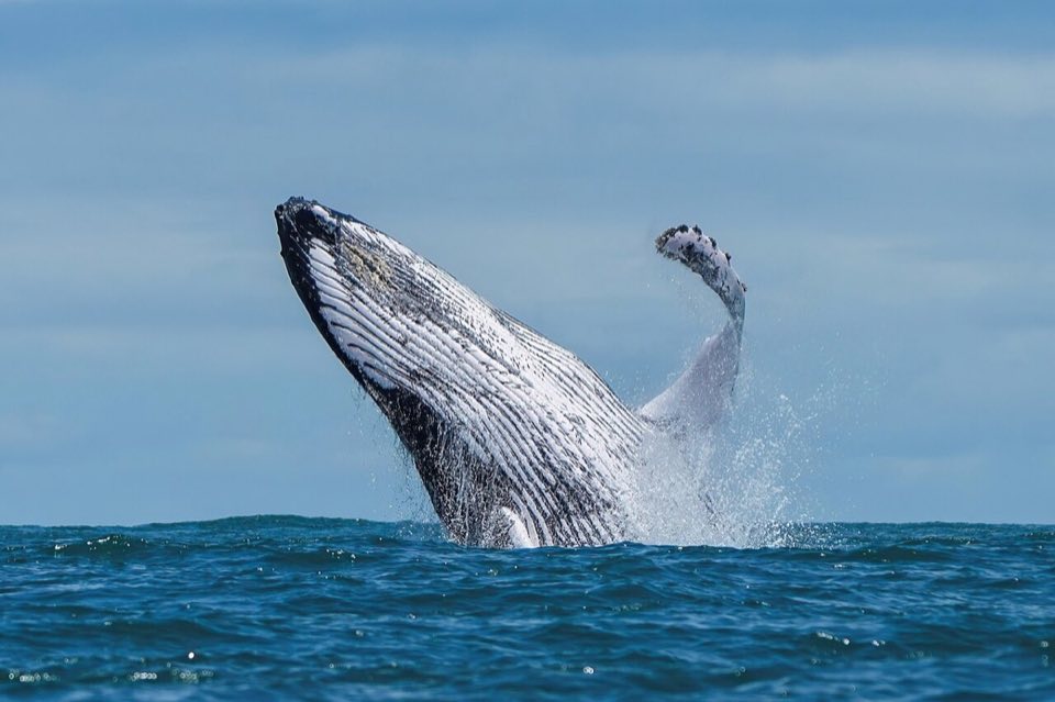 Humpback whale breaching clear of the water
