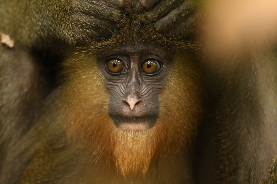 Male mandrill with red and blue face in Gabon
