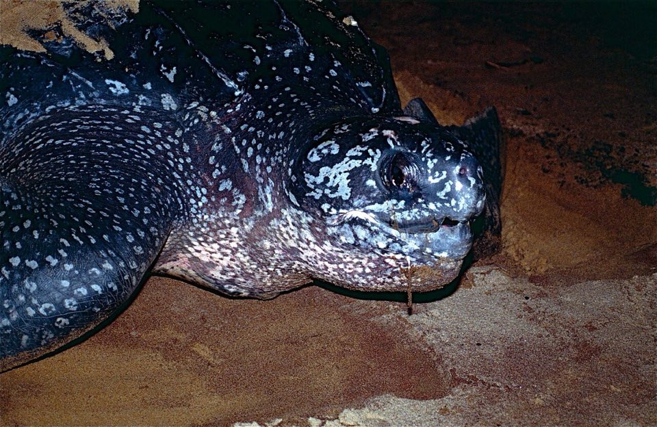 Leatherback turtle on a nesting beach