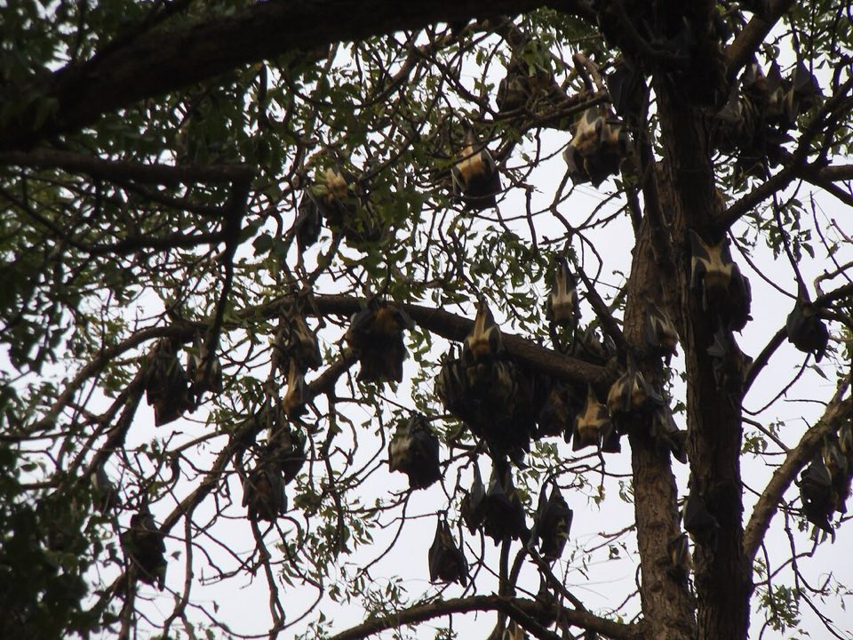Straw-coloured fruit bats roosting in trees in Accra