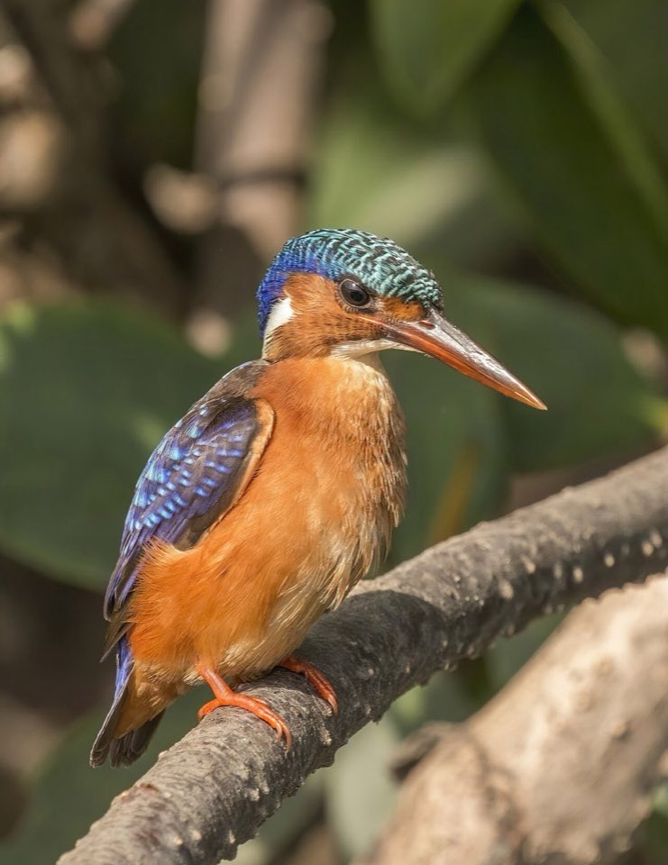 Malachite kingfisher perched on a branch