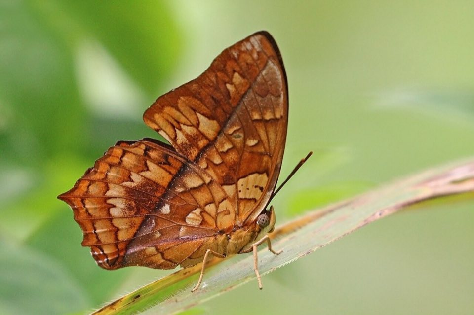 Orange charaxes butterfly in Bobiri forest