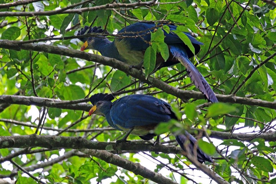 Great blue turaco perched in a forest tree