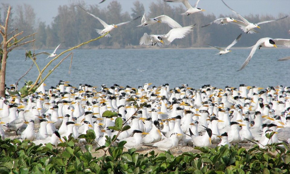 West African royal terns on the shore