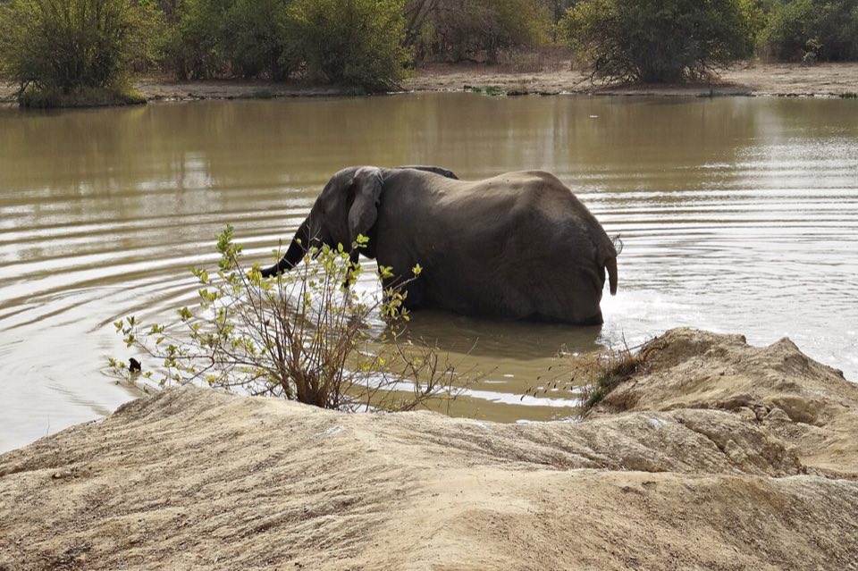 Elephant drinking at a waterhole in Mole National Park