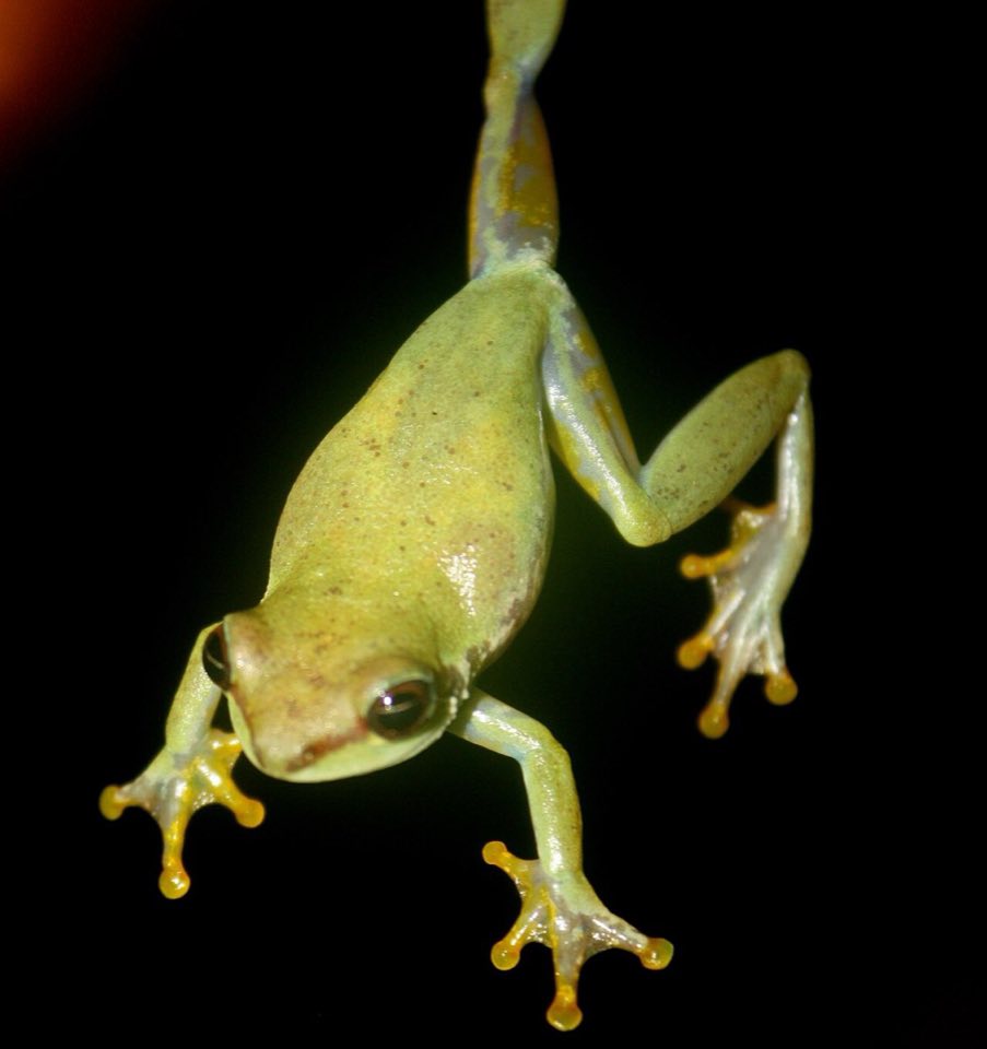 Small reed frog on a leaf in the Upper Guinea forest