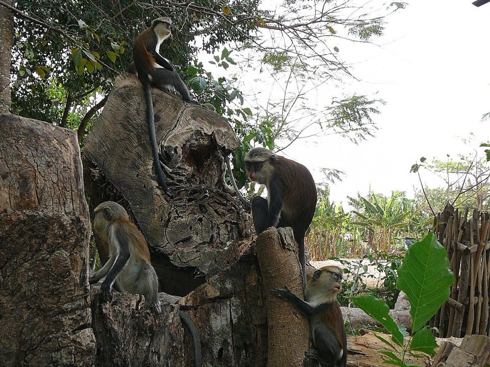 Mona monkey in the Tafi Atome sacred grove