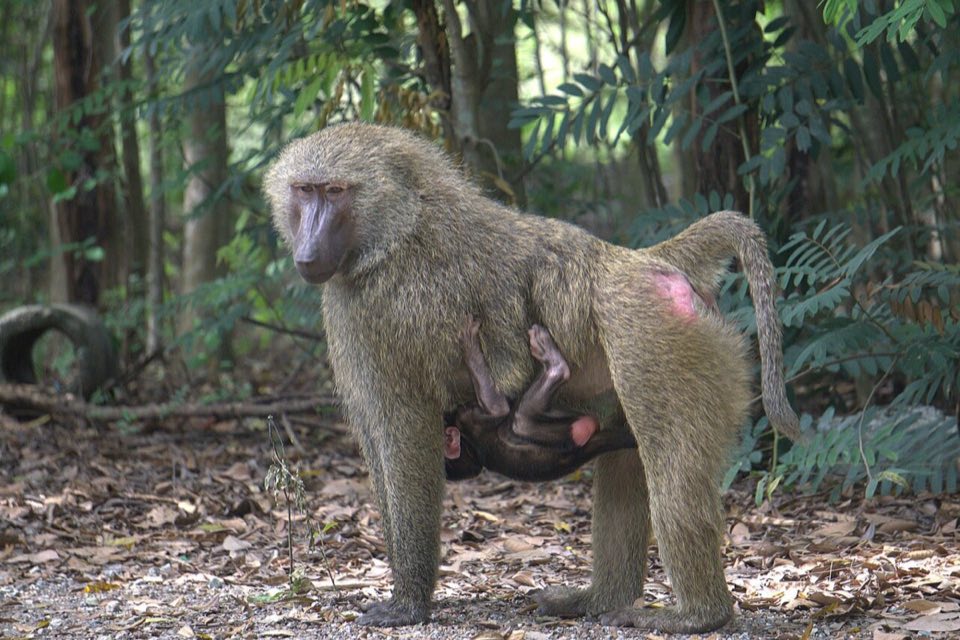 Olive baboon with a baby at Shai Hills
