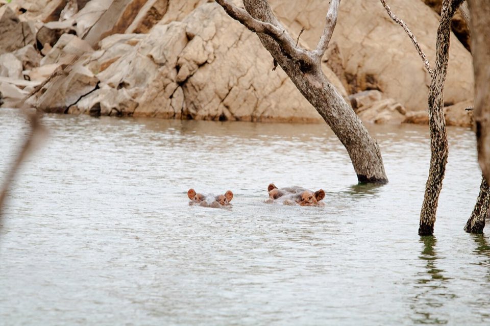 Hippos in the water at Bui, on the Black Volta