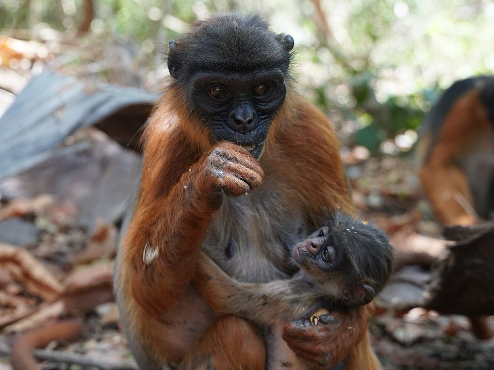 Western red colobus monkey in the trees