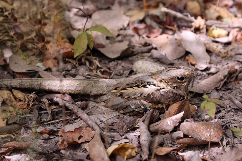 Male long-tailed nightjar camouflaged on the ground