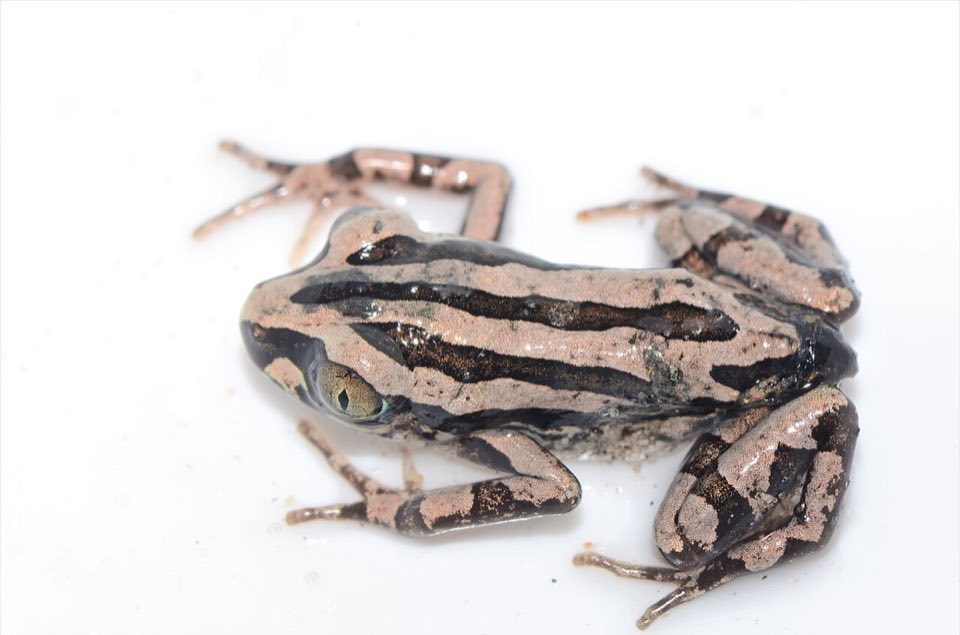 Striped Senegal running frog