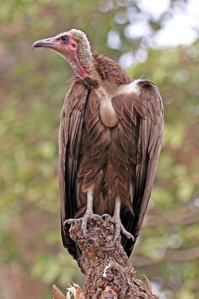 Hooded vulture with its bare pink face