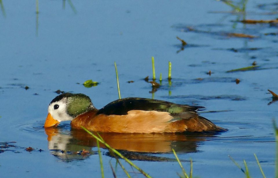 Male African pygmy goose on the water