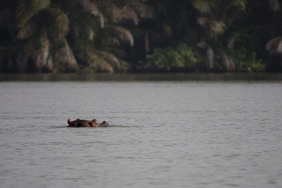 Wild hippo in the River Gambia