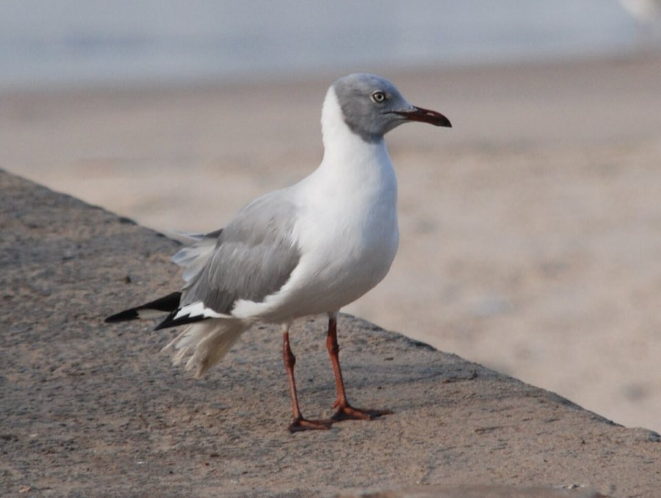 Grey-headed gull on the Gambian coast