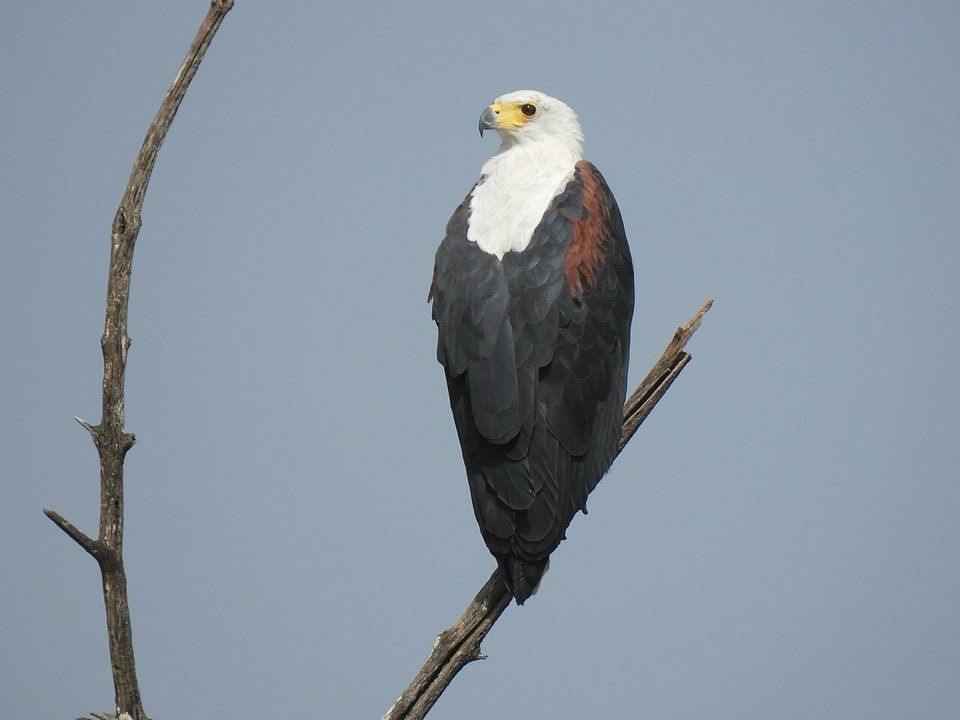 African fish eagle perched