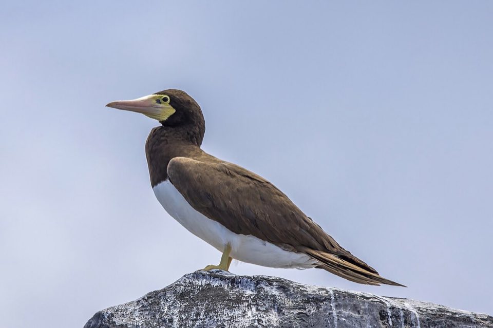 Brown booby perched on a rock