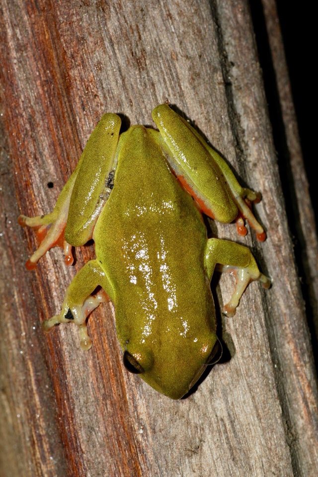 Small reed frog on a plant stem