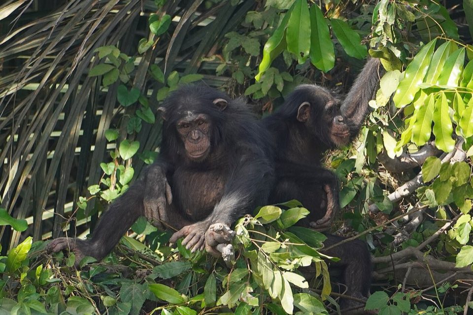 Western chimpanzee in West African savanna woodland