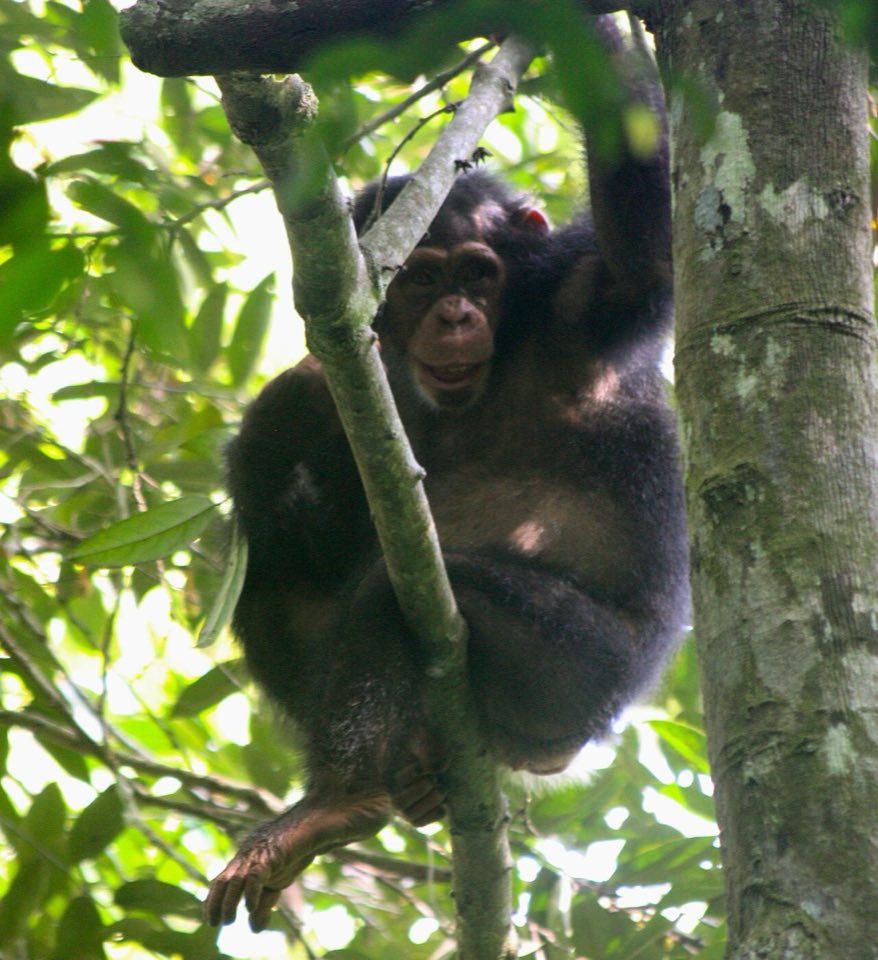 Wild western chimpanzee in the forest