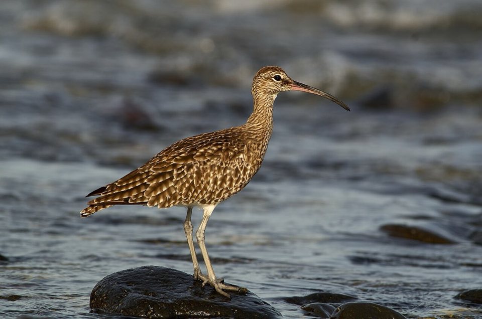 Whimbrel standing on the shore