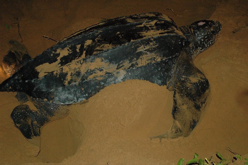Leatherback turtle nesting on a beach