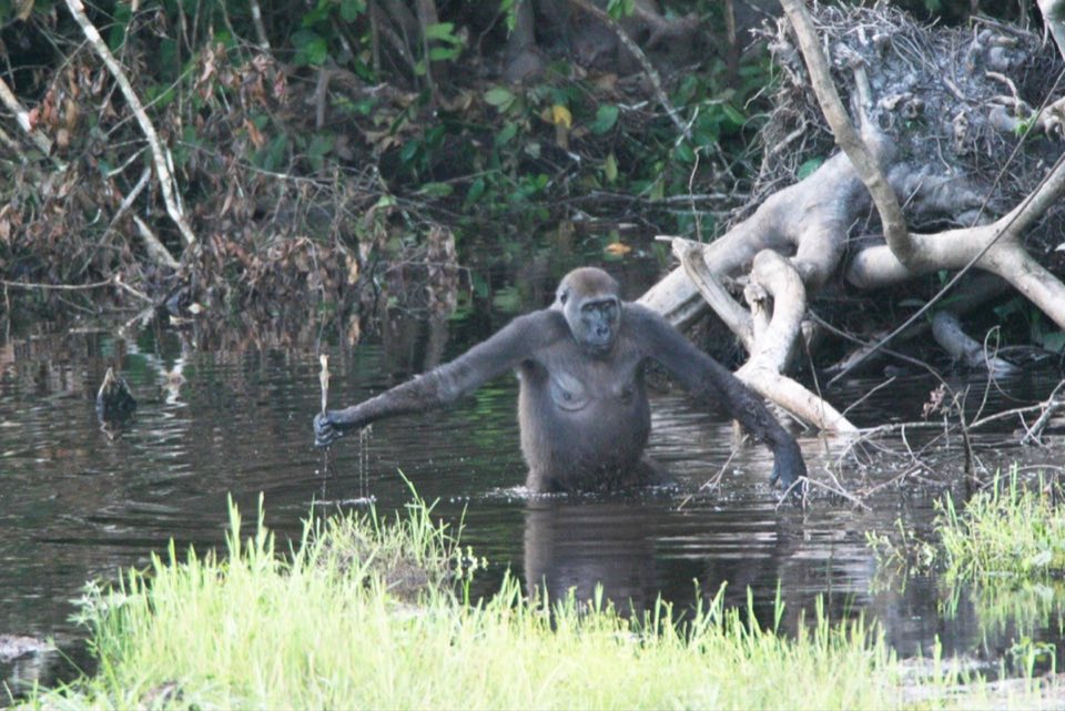 Wild female gorilla wading through a forest pool with a stick