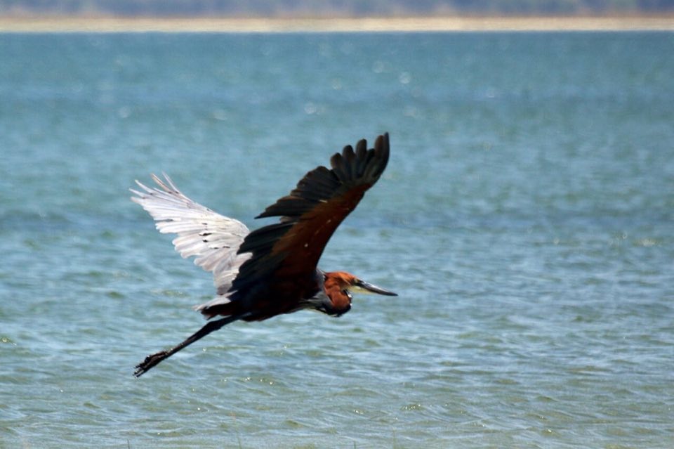 A goliath heron flying low over water