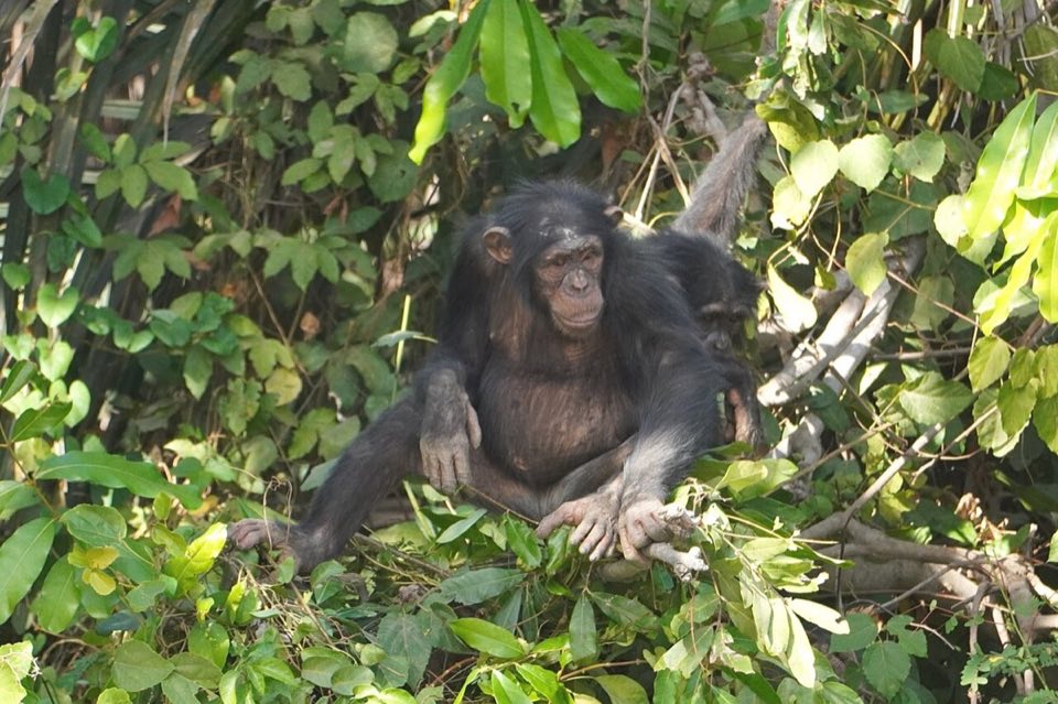 A western chimpanzee in the forest
