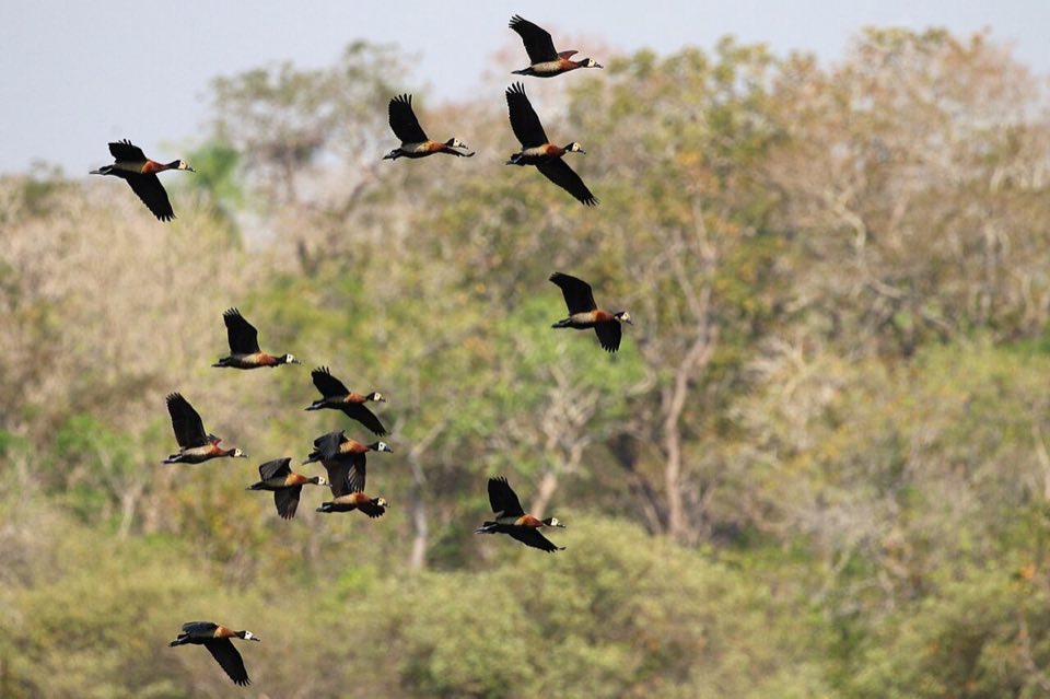 A flock of white-faced whistling ducks in flight