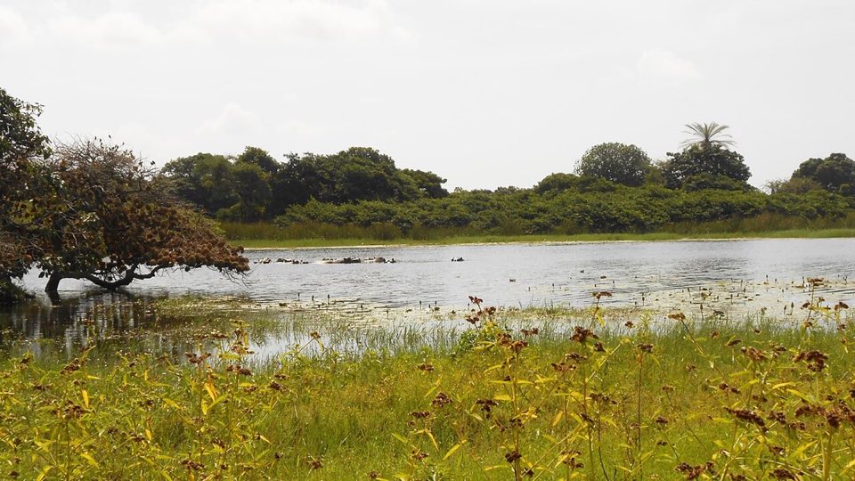 Hippos in a lagoon on Orango island