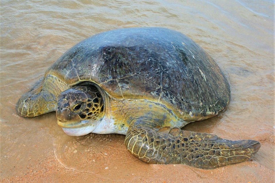 Green turtle on a beach in Guinea-Bissau