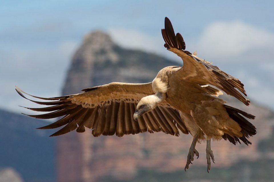 A griffon vulture soaring with wings spread