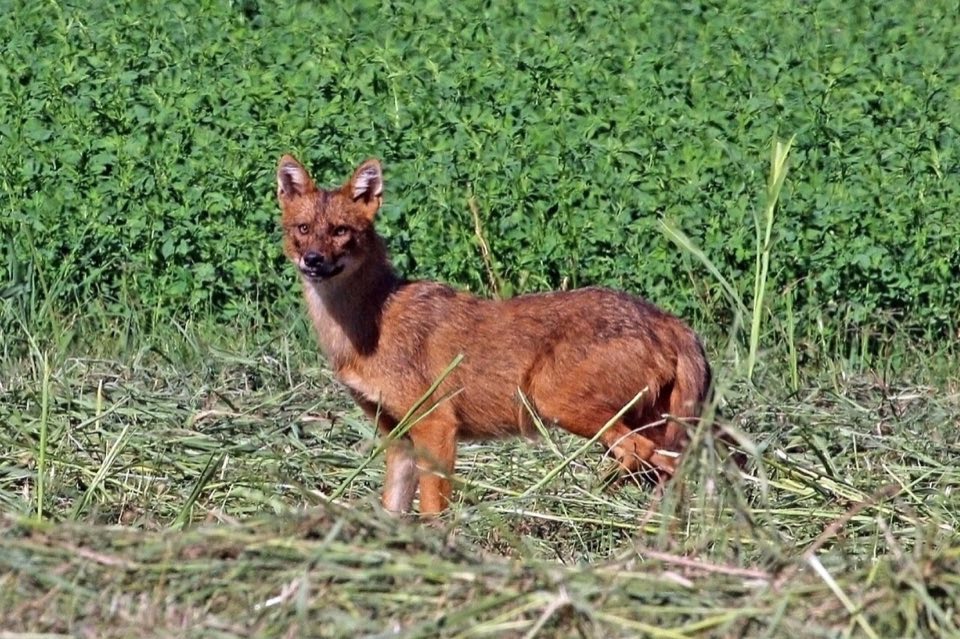 A golden jackal standing in green vegetation