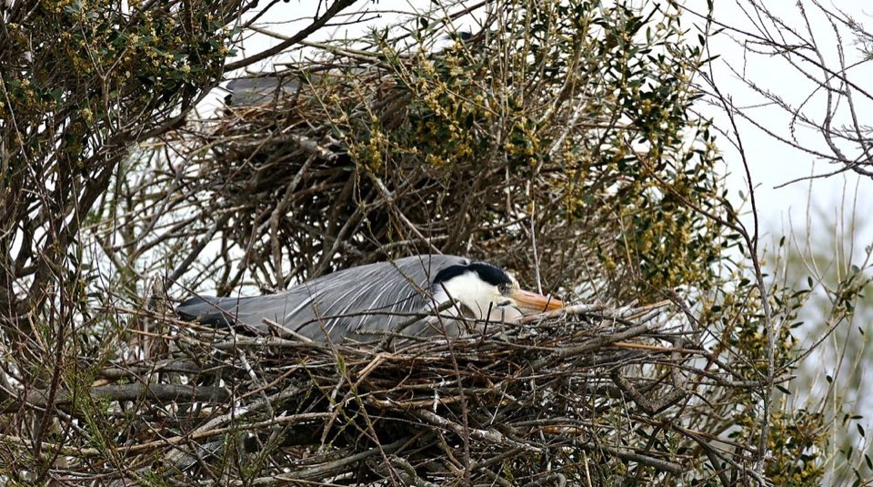 A grey heron standing on its nest in a treetop colony