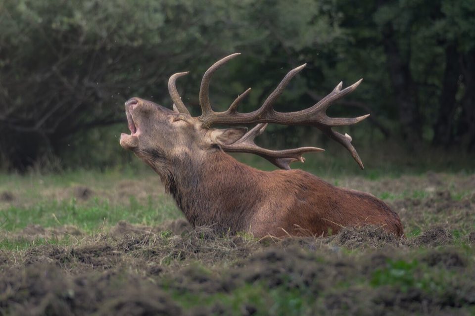 A red deer stag roaring during the rut