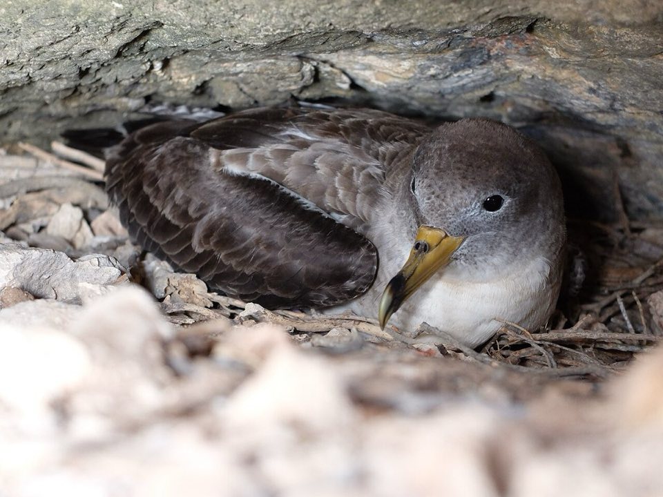 A Scopoli's shearwater at its nest burrow