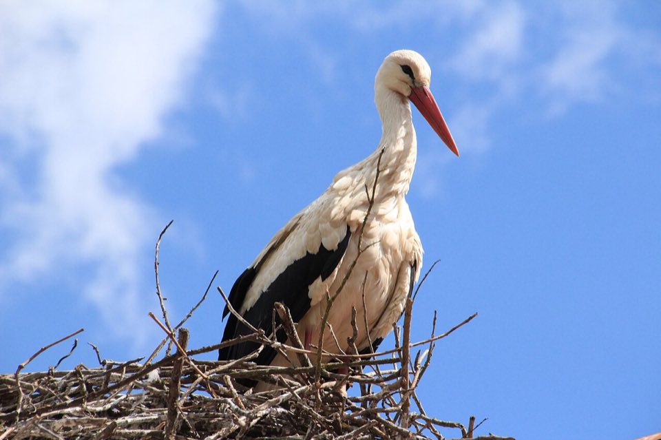 A white stork on its nest in Čigoč