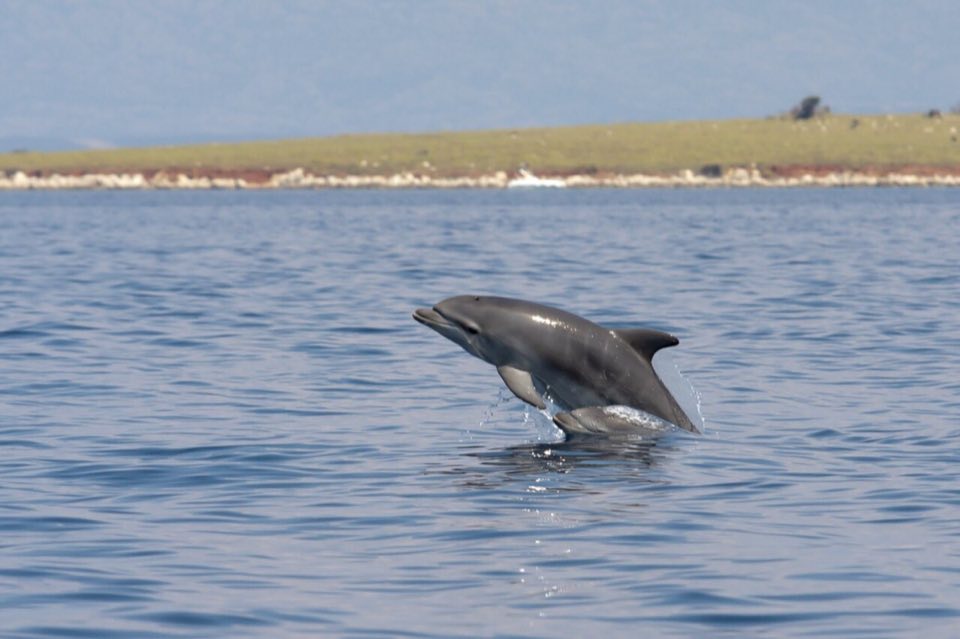 Bottlenose dolphins leaping in the Kvarnerić