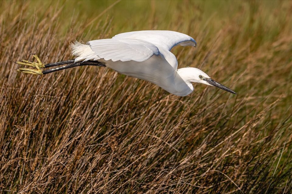 A little egret in flight
