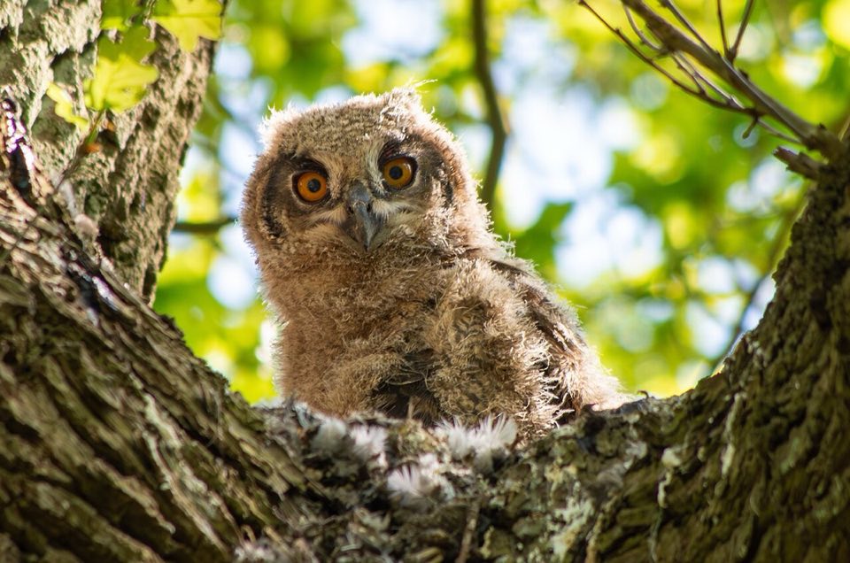 An eagle-owl perched on a rock