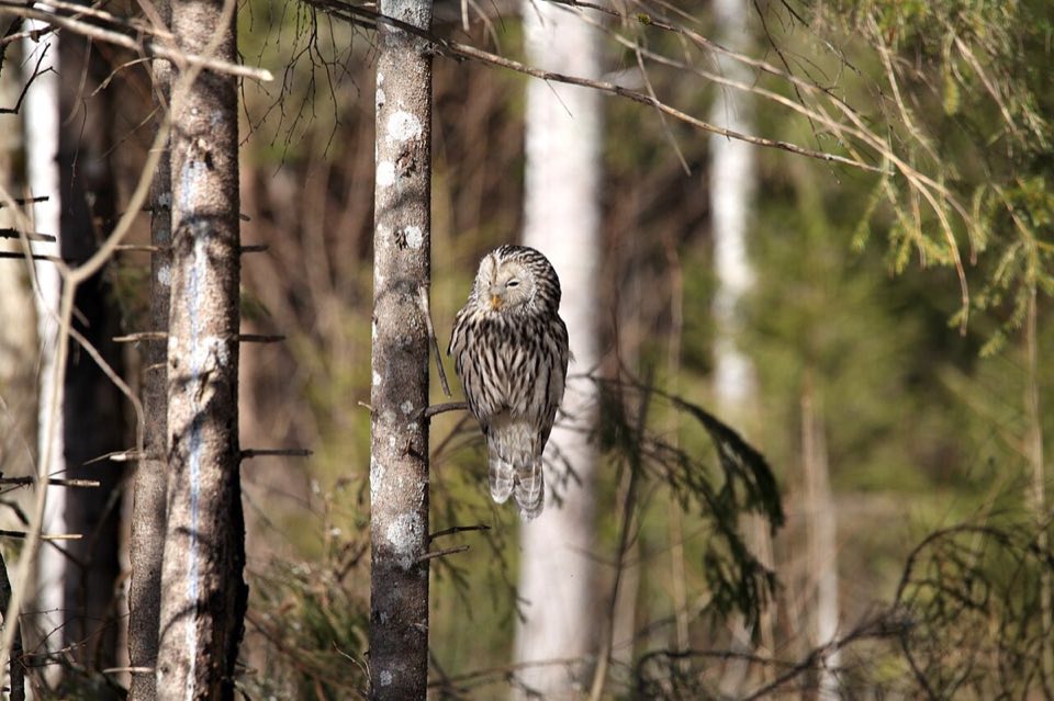 A Ural owl perched in a forest