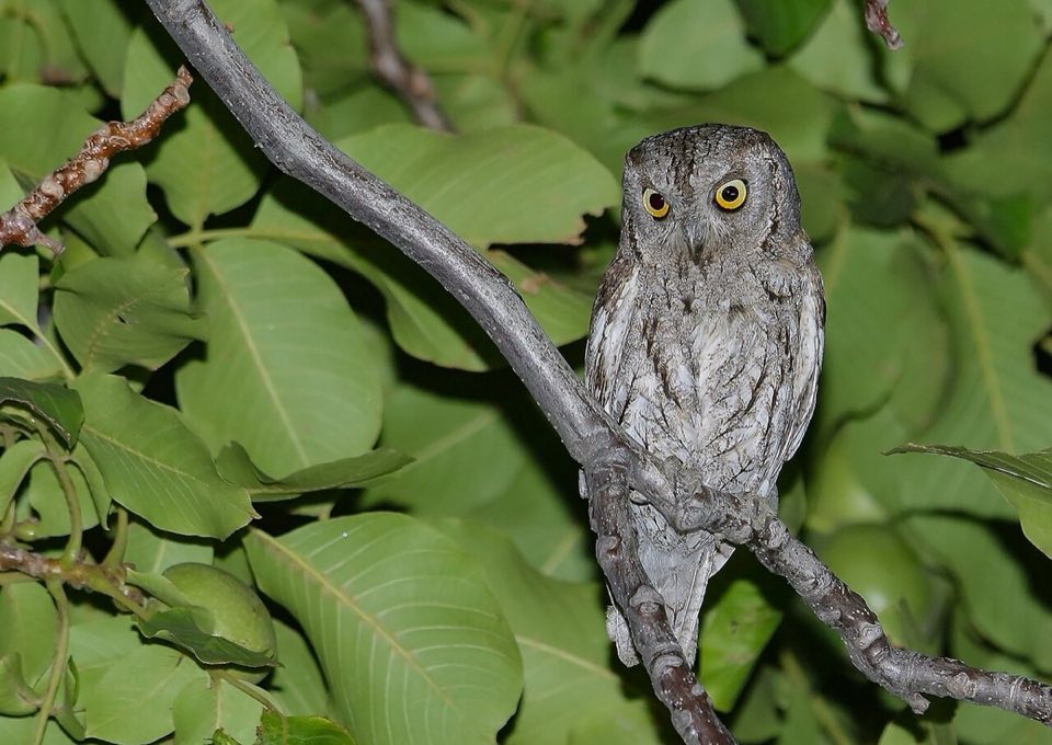 A scops owl perched on a branch