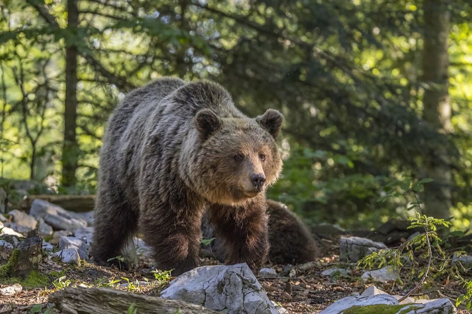 A wild brown bear in a forest clearing