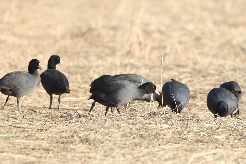 A large flock of coots on open water