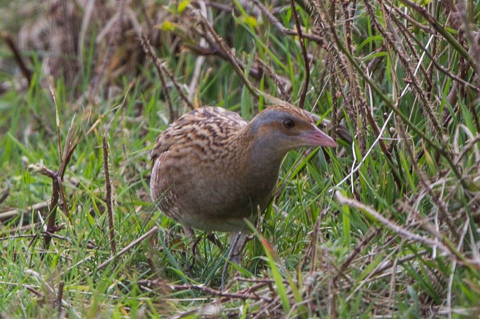 A corncrake in grass
