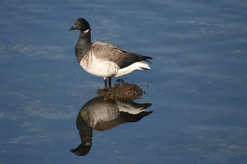 Light-bellied brent geese on the shore at Dún Laoghaire