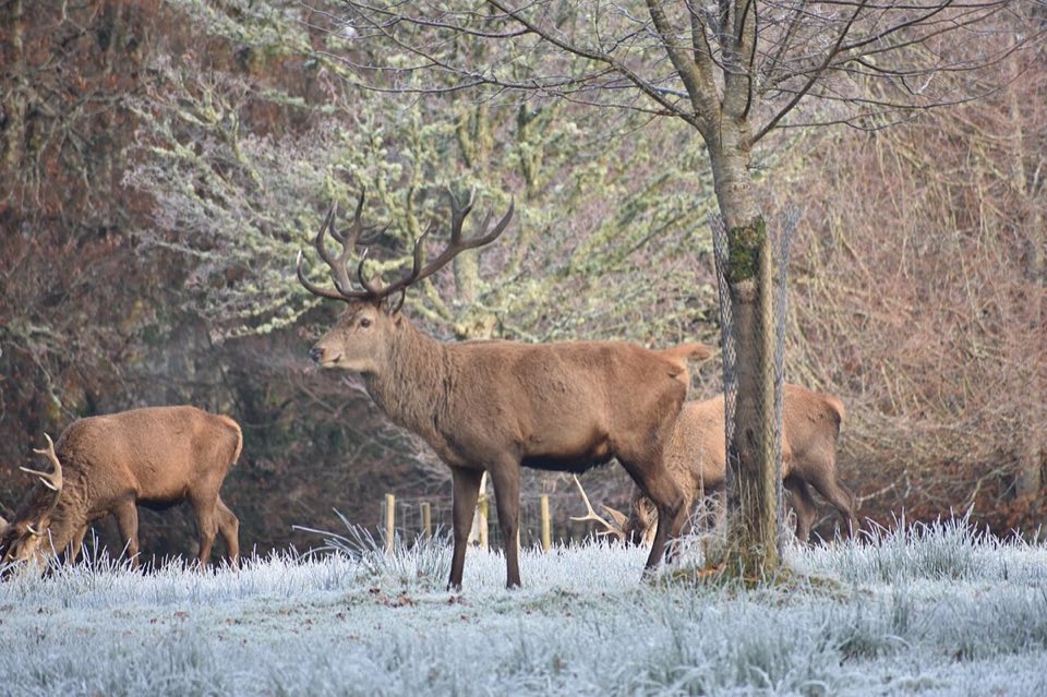 A red deer stag in Killarney National Park
