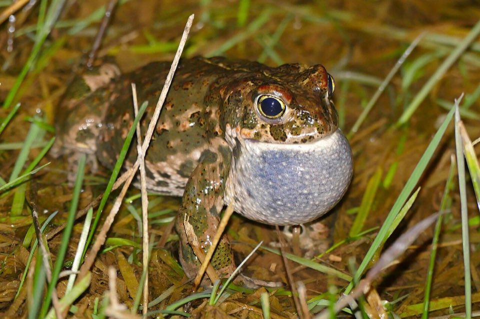 A male natterjack toad calling with its throat sac inflated